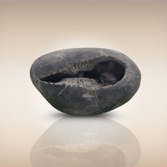 Shri Laxmi Narayan Shaligram - SH014