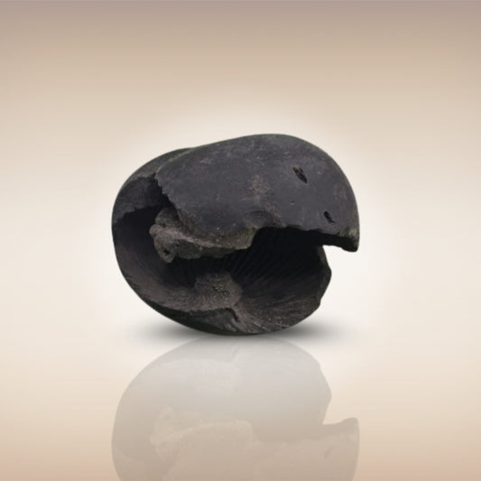 Shri Laxmi Narayan Shaligram - SH021