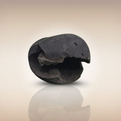 Shri Laxmi Narayan Shaligram - SH021