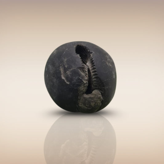 Shri Laxmi Narayan Shaligram - SH027