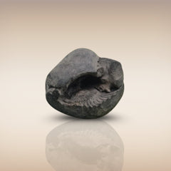 Shri Laxmi Narayan Shaligram - SH030