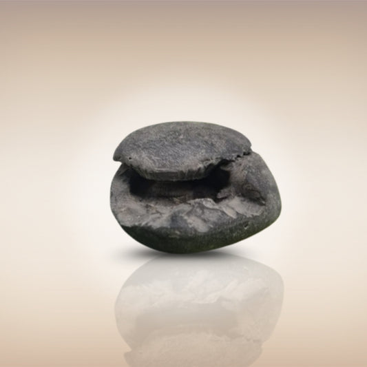 Shri Laxmi Narayan Shaligram - SH037