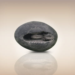 Shri Laxmi Narayan Shaligram - SH044