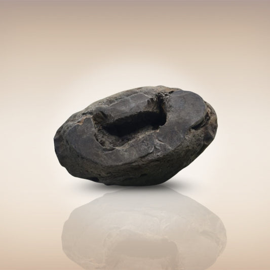 Shri Laxmi Narayan Shaligram - SH049