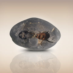 Shri Laxmi Narayan Shaligram - SH053