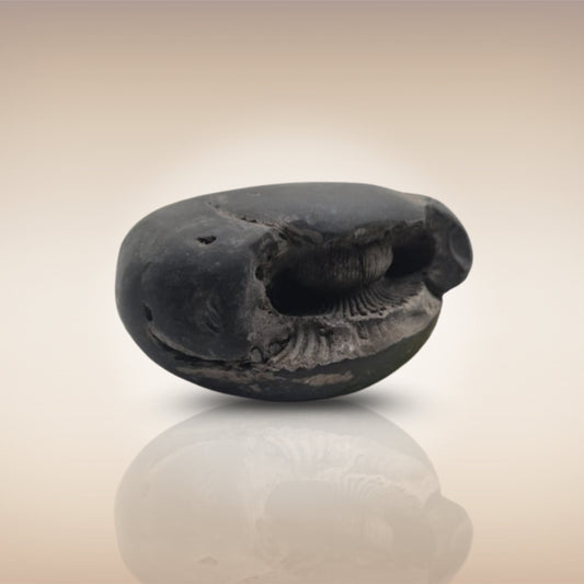 Shri Laxmi Narayan Shaligram - SH056