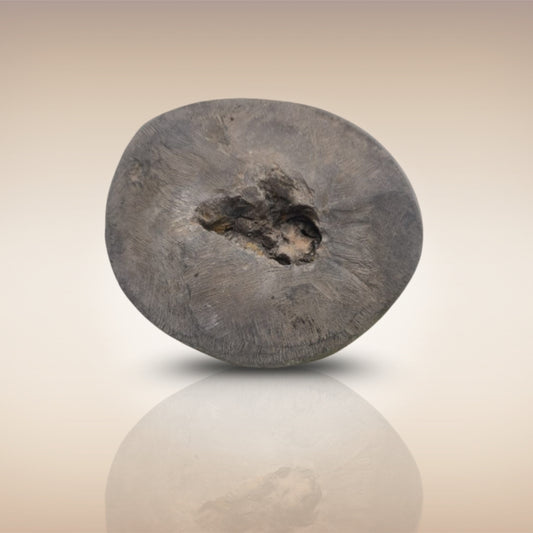 Shri Laxmi Narayan Shaligram - SH057