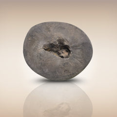 Shri Laxmi Narayan Shaligram - SH057