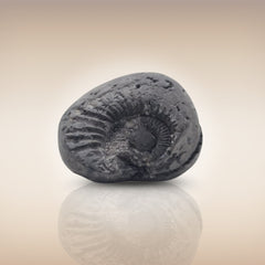 Shri Laxmi Narayan Shaligram - SH061