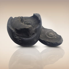 Shri Laxmi Narayan Shaligram - SH077
