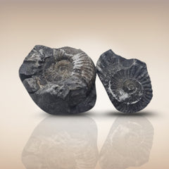 Shri Laxmi Narayan Shaligram - SH078