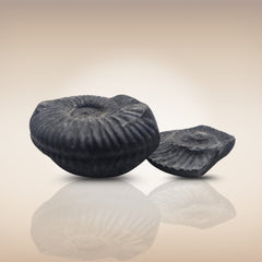 Shri Laxmi Narayan Shaligram - SH079