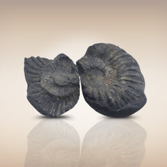 Shri Laxmi Narayan Shaligram - SH082