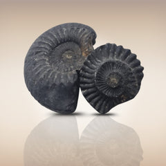 Shri Laxmi Narayan Shaligram - SH084