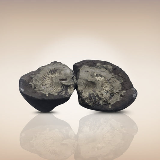 Shri Laxmi Narayan Shaligram - SH085