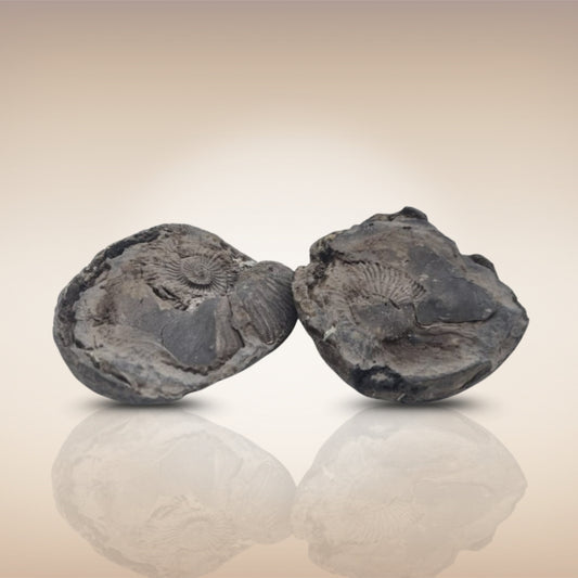 Shri Laxmi Narayan Shaligram - SH086