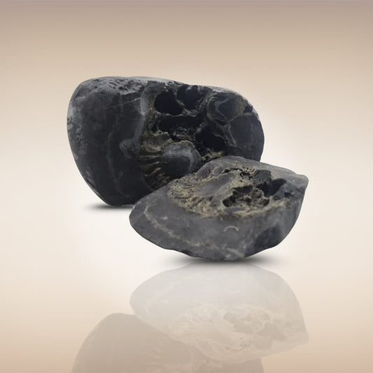 Shri Laxmi Narayan Shaligram - SH088