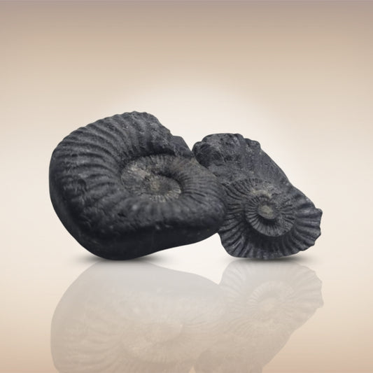 Shri Laxmi Narayan Shaligram - SH090
