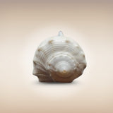 Dakshinavarti Shankh | Conch | Blowing Shankh Length 3 Inch