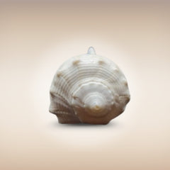 Dakshinavarti Shankh | Conch | Blowing Shankh Length 3 Inch