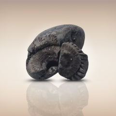 Shri Laxmi Narayan Shaligram - SH091