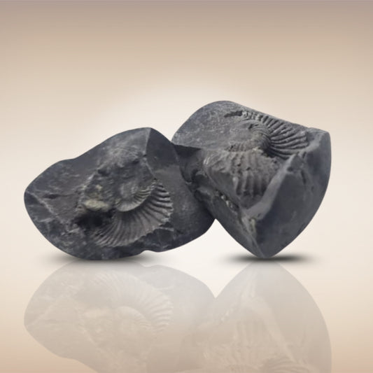 Shri Laxmi Narayan Shaligram - SH092