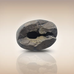 Shri Laxmi Narayan Shaligram - SH094
