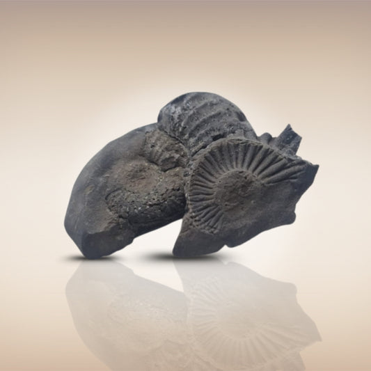 Shri Laxmi Narayan Shaligram - SH095