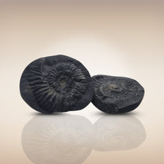Shri Laxmi Narayan Shaligram - SH096