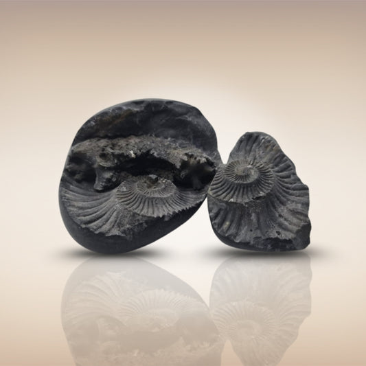 Shri Laxmi Narayan Shaligram - SH103