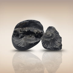 Shri Laxmi Narayan Shaligram - SH103