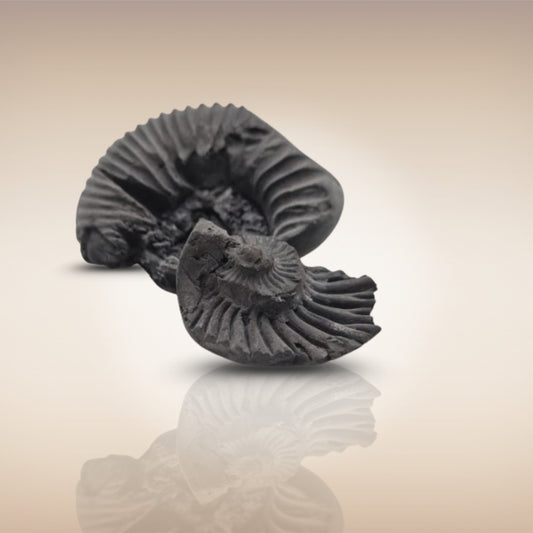 Shri Laxmi Narayan Shaligram - SH104