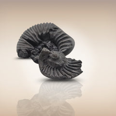 Shri Laxmi Narayan Shaligram - SH104