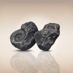 Shri Laxmi Narayan Shaligram - SH105