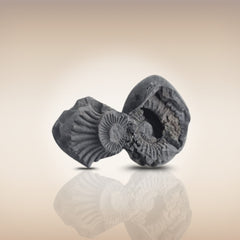 Shri Laxmi Narayan Shaligram - SH106