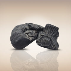 Shri Laxmi Narayan Shaligram - SH108