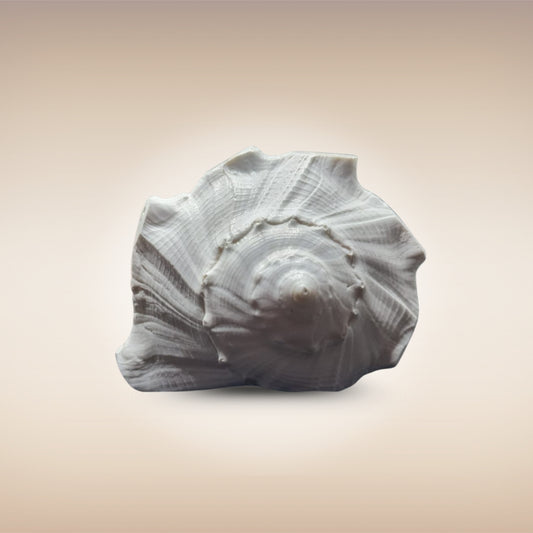 Dakshinavarti Shankh | Conch | Blowing Shankh Length 6 Inch