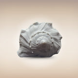 Dakshinavarti Shankh | Conch | Blowing Shankh Length 6 Inch