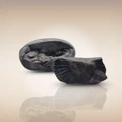 Shri Laxmi Narayan Shaligram - SH112