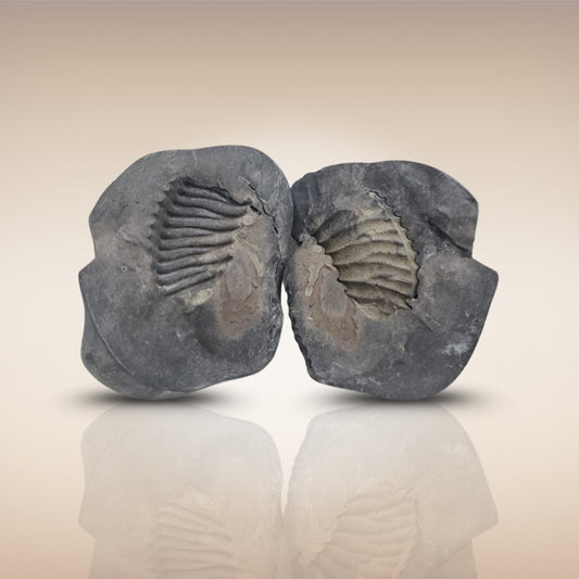 Shri Laxmi Narayan Shaligram - SH114