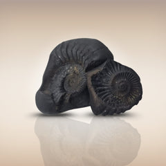 Shri Laxmi Narayan Shaligram - SH115