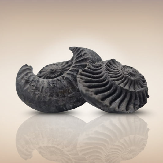 Shri Laxmi Narayan Shaligram - SH116