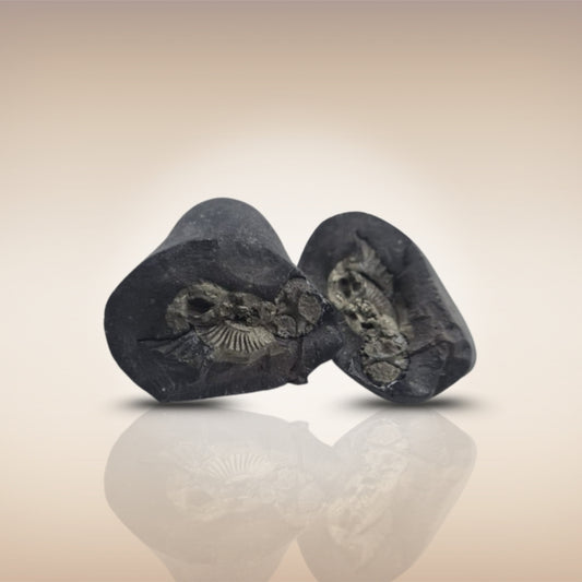 Shri Laxmi Narayan Shaligram - SH117