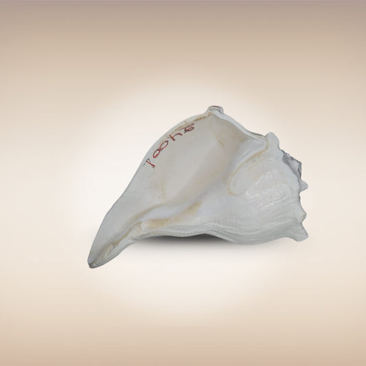 Dakshinavarti Shankh | Conch | Blowing Shankh Length 8 Inch