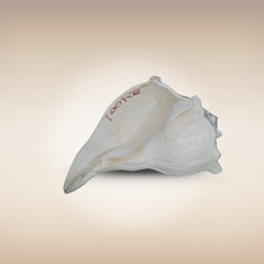 Dakshinavarti Shankh | Conch | Blowing Shankh Length 8 Inch