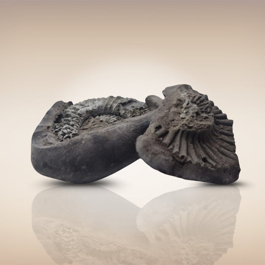 Shri Laxmi Narayan Shaligram - SH125