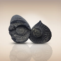 Shri Laxmi Narayan Shaligram - SH126