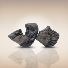Shri Laxmi Narayan Shaligram - SH128