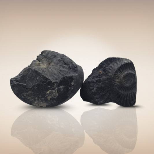 Shri Laxmi Narayan Shaligram - SH130
