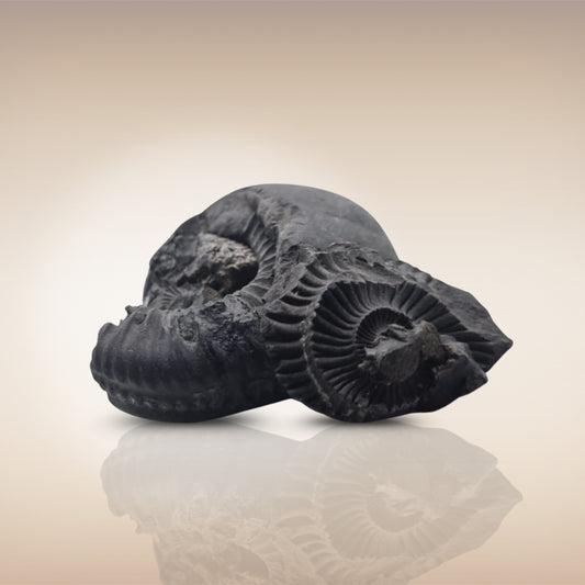 Shri Laxmi Narayan Shaligram - SH133